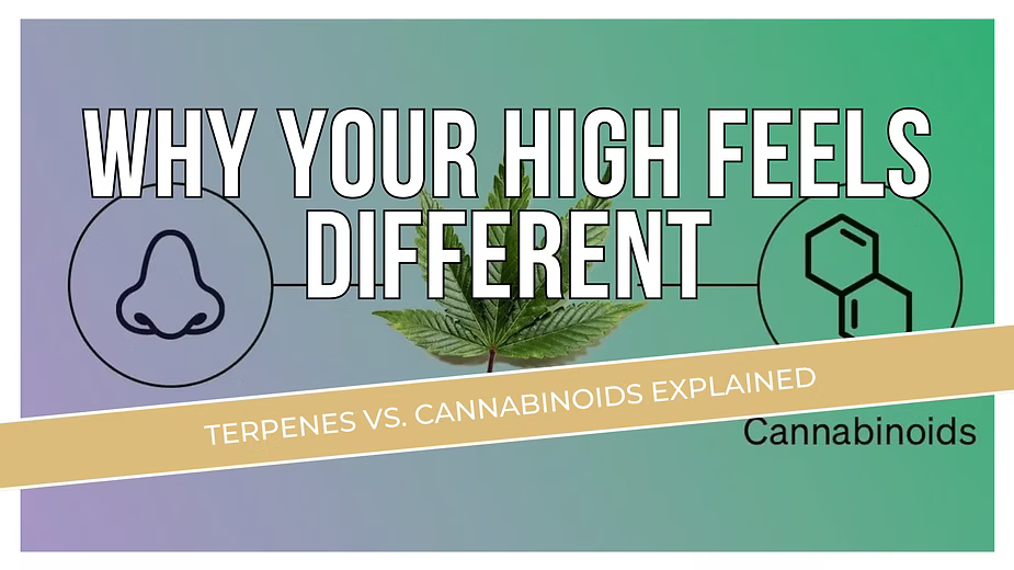 Why Your High Feels Different: Terpenes vs. Cannabinoids Explained